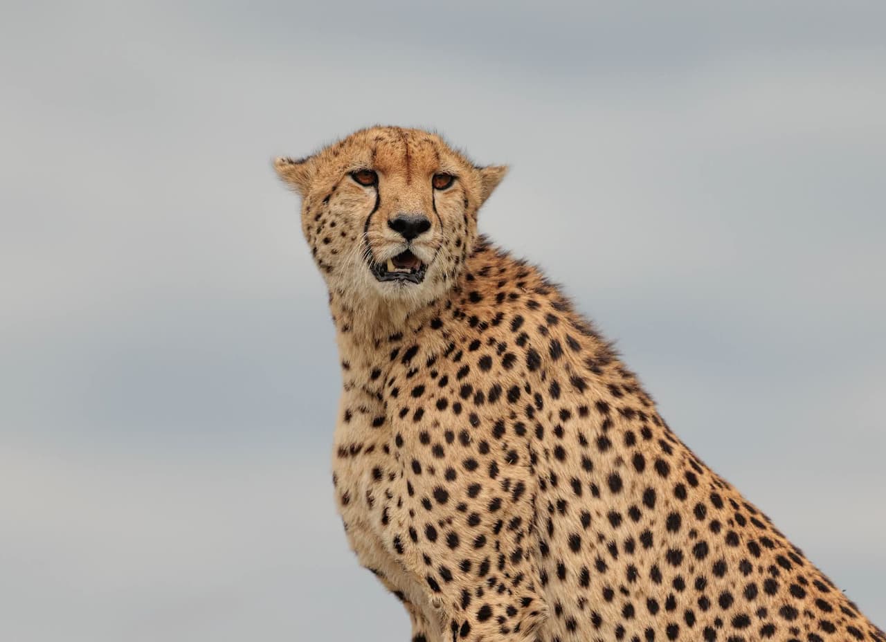 A cheetah sitting in open grassland, looking into the distance.