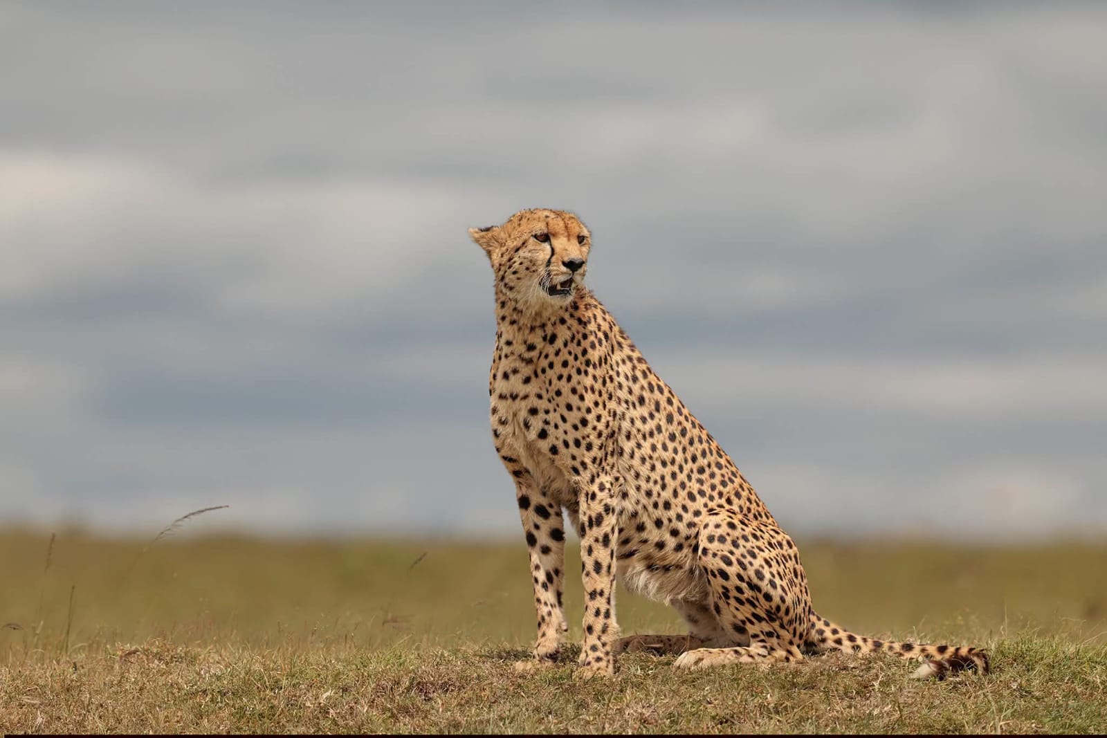 A cheetah resting in tall grass on the savannah.