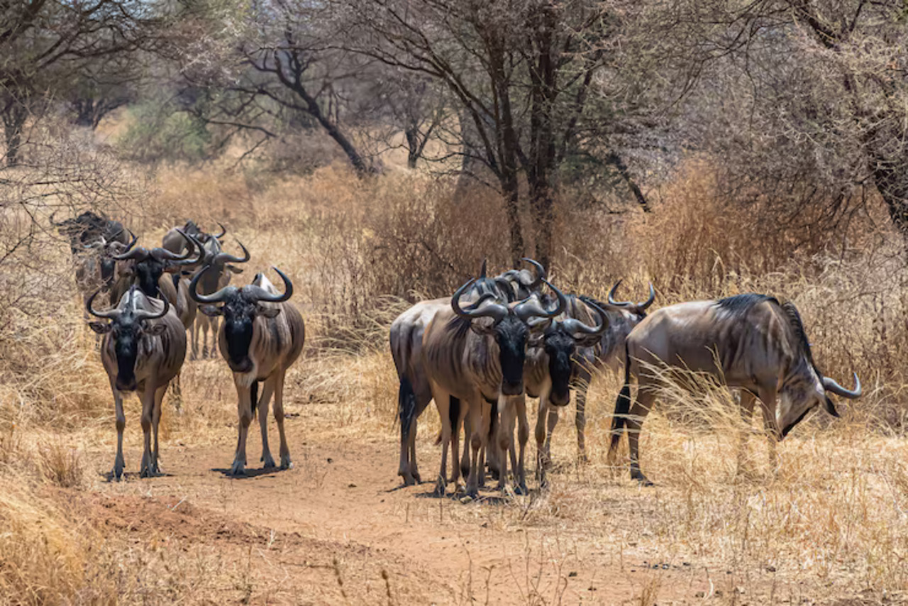A herd of wildebeest standing among dry savannah grasses.