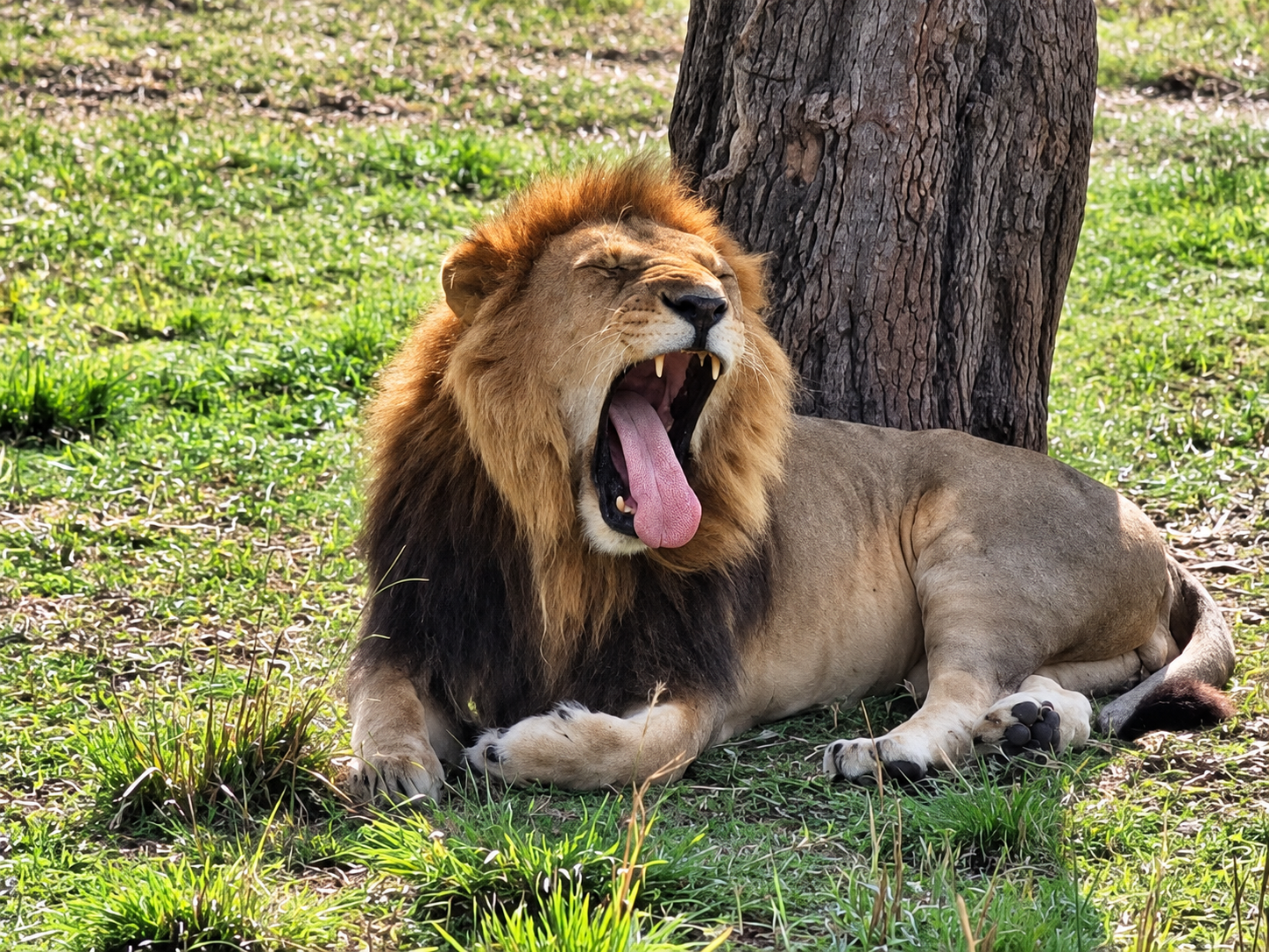 A resting male lion yawning beneath a tree.