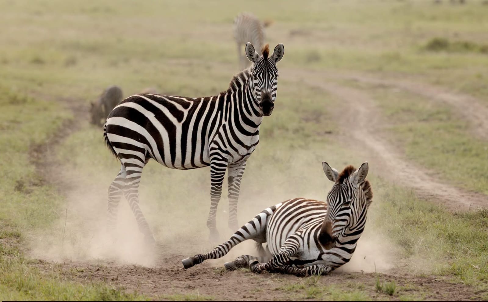 Two zebras crossing a dusty track through open grassland.